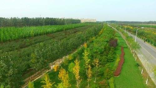 天津市宝坻区生态储备林项目